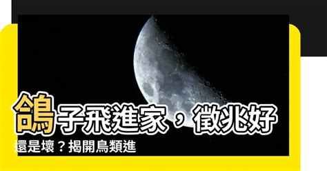 鴿子飛來家裡|【鴿子來家裡代表什麼】鴿子來家裡代表什麼？快來解讀鴿子的吉。